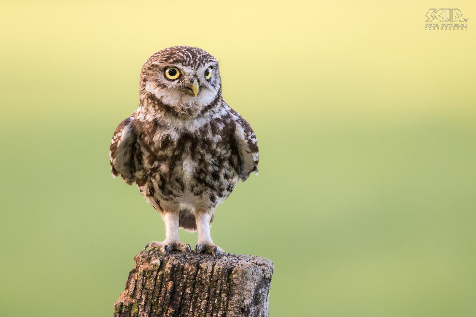 Little owl The little owl (Athene noctua) is one of the smallest owls in the Lowlands. The little owl is mainly nocturnal and can be found in a wide range of habitats including farmland, woodland, heathland, … It feeds on insects and small vertebrates like mices.<br />
 Stefan Cruysberghs